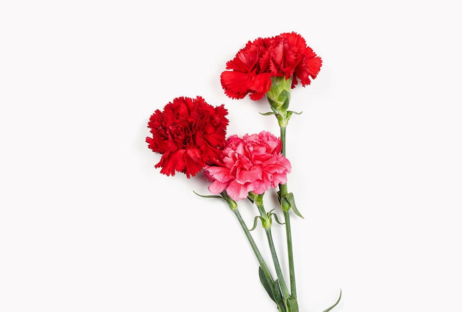 Hoa cẩm chướng đỏ và hồng.