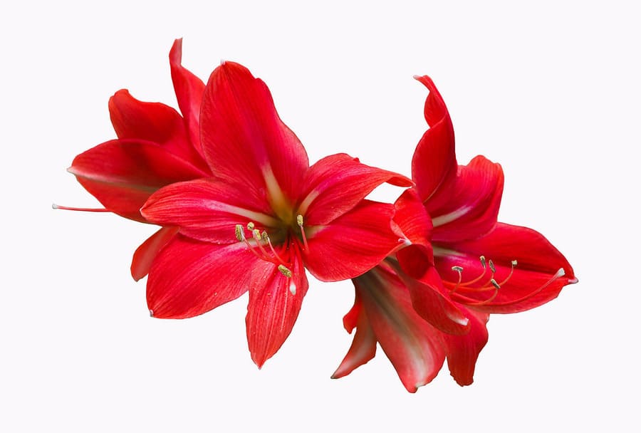 Hai bông hoa amaryllis đỏ rực.