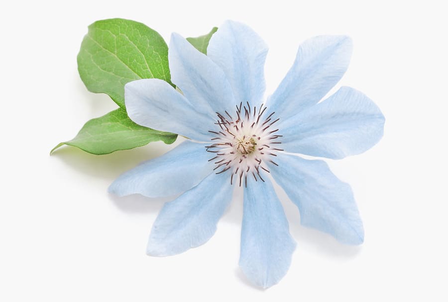 Một bông hoa màu xanh lam với những chiếc lá xanh.