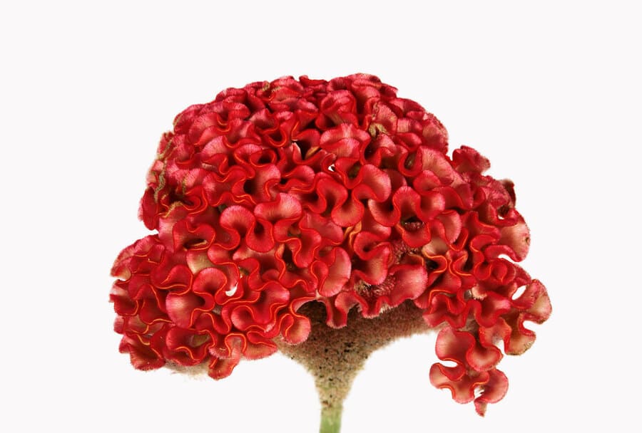 Một bông hoa coxcomb màu đỏ.