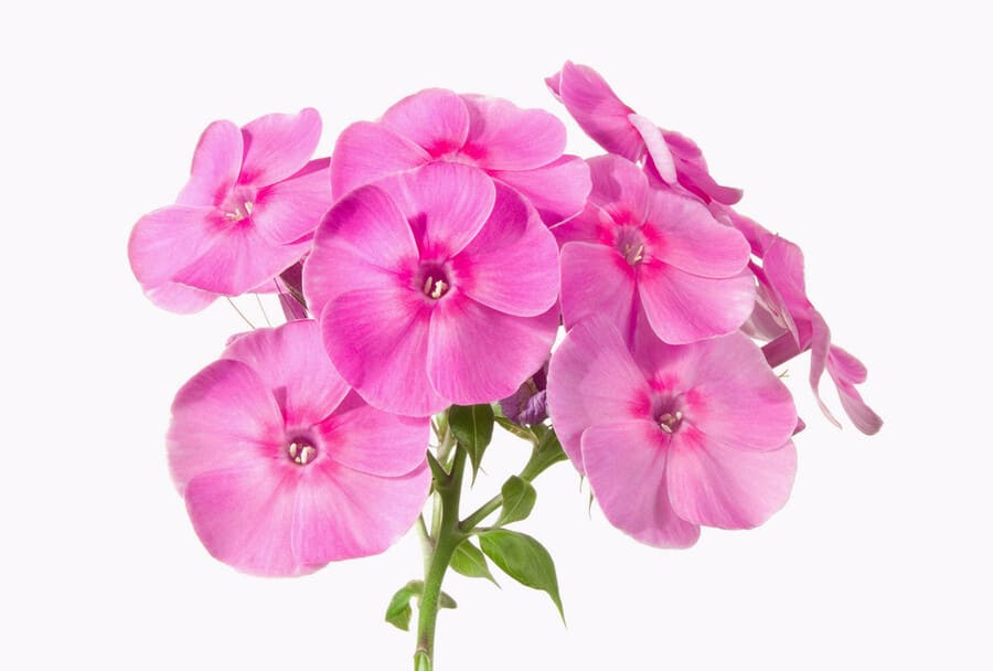 Một bó hoa phlox màu hồng nhỏ.