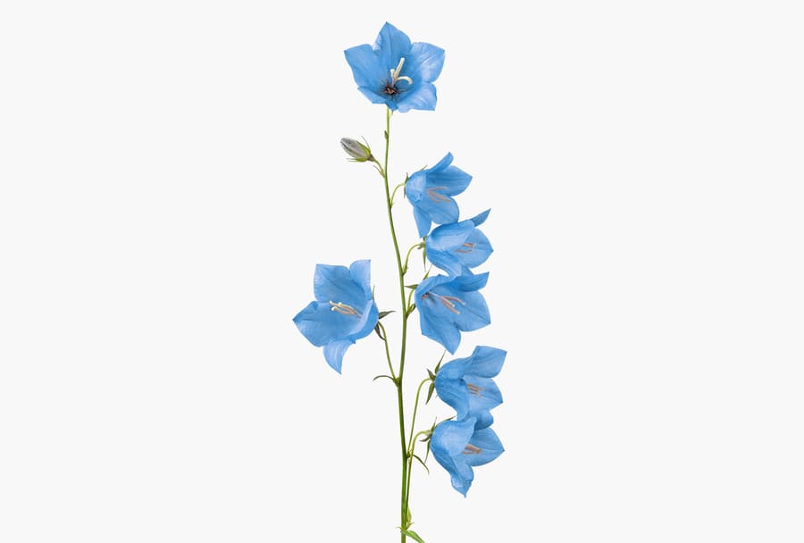 Một bông hoa chuông màu xanh.