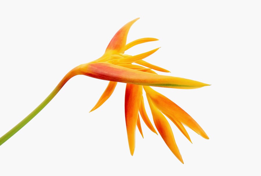 Một bông hoa Heliconia màu cam.