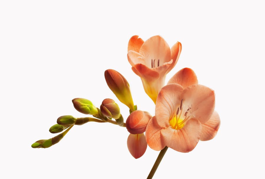 Một bông hoa lan Nam Phi màu cam.