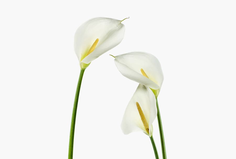 Ba bông hoa loa kèn trắng.