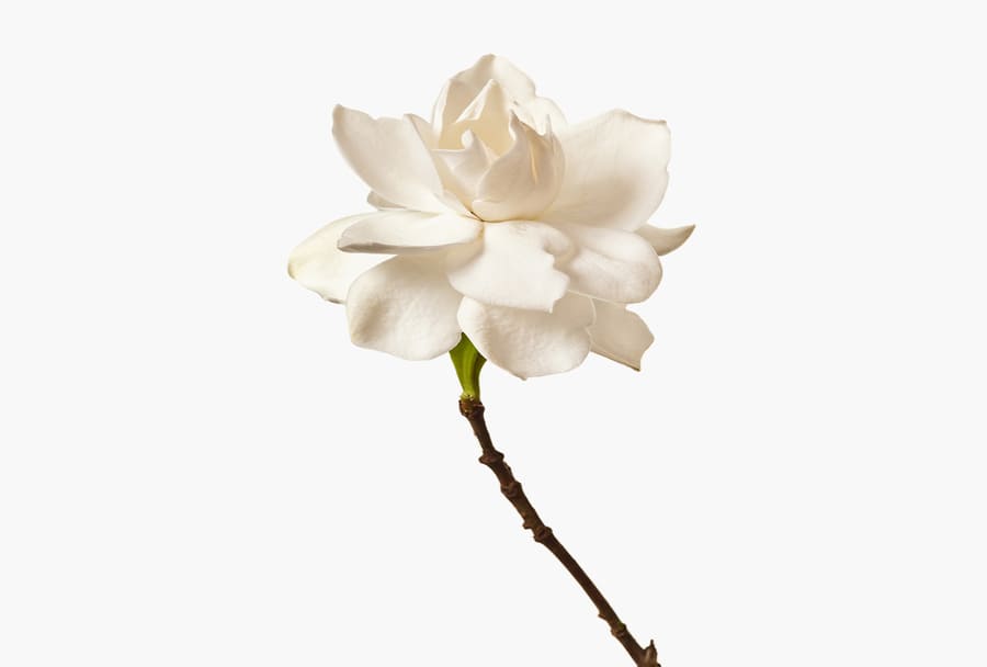 Một bông hoa màu trắng duy nhất.