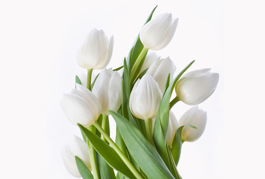 Một bó hoa tulip Pháp màu trắng.