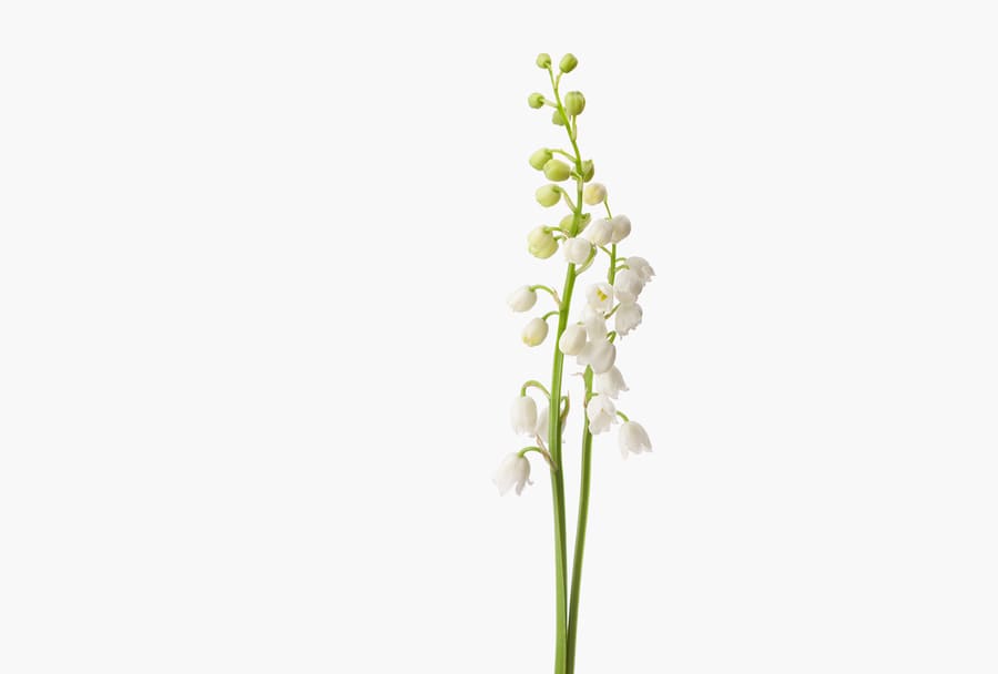 Một bông hoa huệ trắng duy nhất của thân hoa thung lũng.