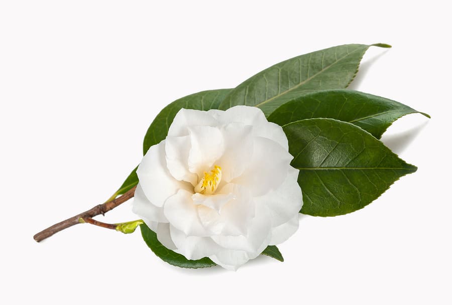 Một bông hoa trà trắng được bao quanh bởi những chiếc lá xanh.