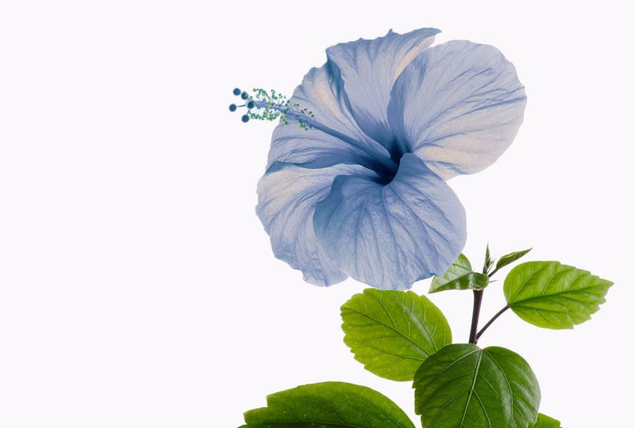 Một bông hoa dâm bụt màu xanh.