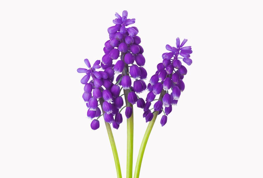 Một bông hoa muscari màu tím.