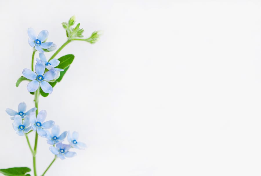 hoa vải tuýt xanh.